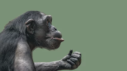 Glasschilderij Aap Portret van nieuwsgierige verwonderde chimpansee op een gladde, uniforme achtergrond