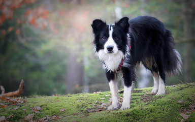 Cute border collie in winter forest