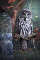 Cute young owl in forest