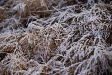 frost grass