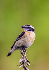 Whinchat