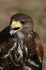 Rapace