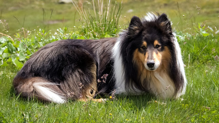 Looking at a Scottish (or Scotch, Rough) Collie lying in green Swiss fields. The Scotch Collie is a landrace breed of dog which originated from the highland regions of Scotland. 