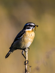 Obraz premium Whinchat
