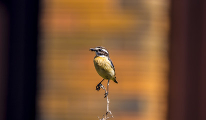 Whinchat