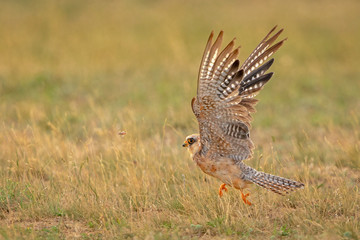 Red-footed Falcon hunting an insect