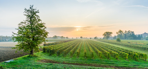 Naklejka na ściany i meble Sunrise with a bit of haze among the rows of a vineyard in the countryside near Padova