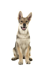 Cute tamaskan hybrid puppy isolated on a white background seen from the front looking up with mouth open
