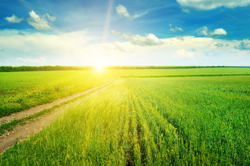 Green field and blue sky with light clouds. Above the horizon is a bright sunrise.