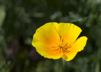 yellow poppy