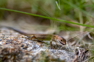 カナヘビの幼生が虫を捉えようと口を開けたら精悍な表情となった。