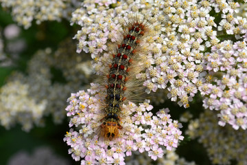 caterpillar Gypsy moth on the flowers of yarrow 