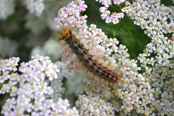 caterpillar Gypsy moth on the flowers of yarrow 