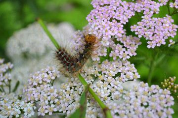 caterpillar Gypsy moth on the flowers of yarrow 