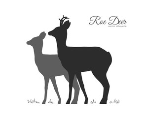 Vector illustration: Silhouette of two Roe Deer isolated on white background.