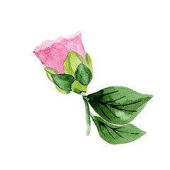 Watercolor pink camellia flower. Floral botanical flower. Isolated illustration element. Aquarelle wildflower for background, texture, wrapper pattern, frame or border.