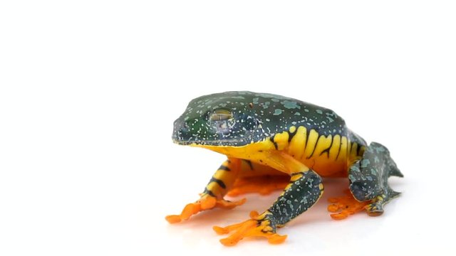 Amazon Leaf Frog (Cruziohyla craspedopus) jumps out of frame in slow motion