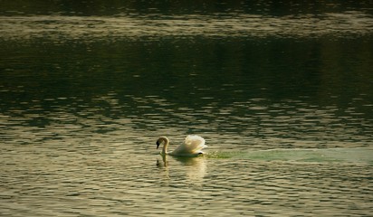 Fototapeta premium cygne