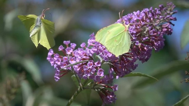 Butterfly beautiful couple butterflies brimstone on Buddleia flower nature countryside