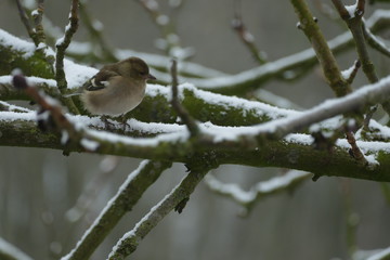 bird in winter