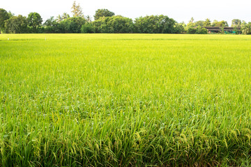 Rice fields,Thailand.