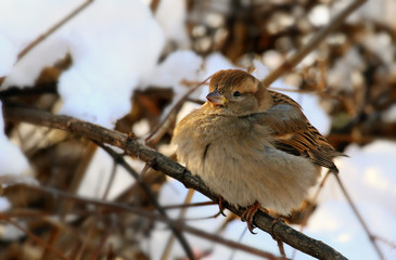 Tree Sparrow