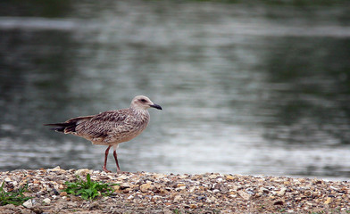 Young European herring gull