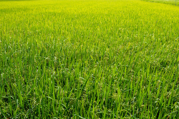 Rice fields,Thailand.