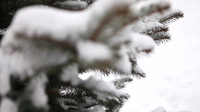 Snow-covered tree, snow lies on the branches of a tree, Christmas trees in the snow