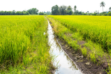 Rice fields,Thailand.
