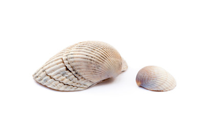 Exotic sea shells isolated on white background
