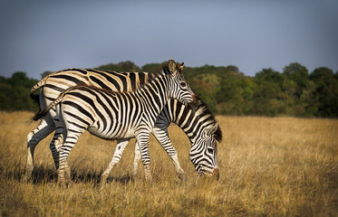 herd of zebras walking across the savannah
