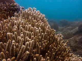 Fototapeta na wymiar Beautiful coral found at coral reef area at Tioman Island, Malaysia