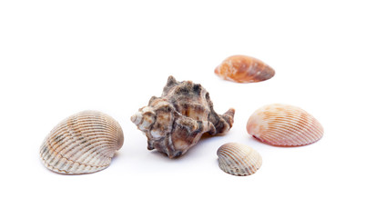 Exotic sea shells isolated on white background