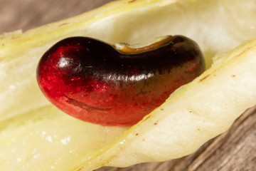 Ripe beans in a pod on nature