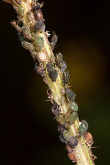 Fototapeta premium Aphids are like a parasite on a plant