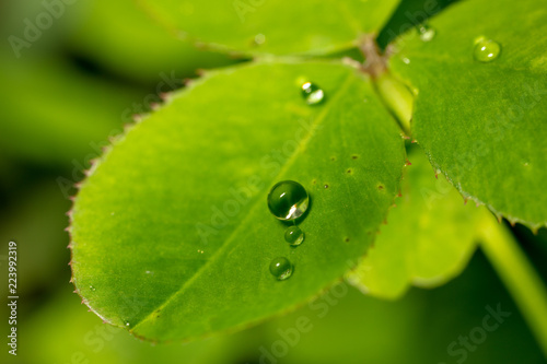 Drops Of Water On The Leaves Of The Clover Stock Photo And