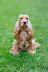 Fototapeta premium American Cocker Spaniel dog in the park