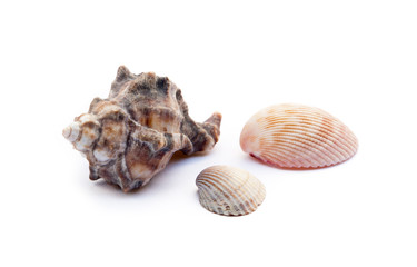 Exotic sea shells isolated on white background