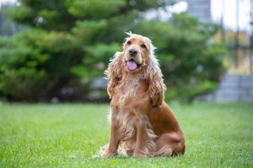 American Cocker Spaniel dog in the park - obrazy, fototapety, plakaty