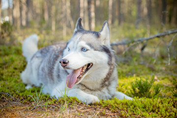 Dog breed Siberian Husky walking in autumn forest.Siberian Husky, dog lying on green grass in the forest.Portrait of gorgeous Husky dog in the bright enchanting fall forest. Wild park.