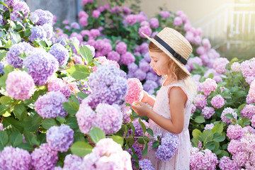 Little girl in bushes of hydrangea flowers in sunset garden. Flowers are pink, blue, lilac and...