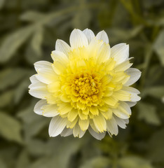 The dahlia (name, Freyas Paso Doble) in the dahlia garden Baden Baden near the lichtentaler alley. Baden Baden, Baden Württemberg, Germany