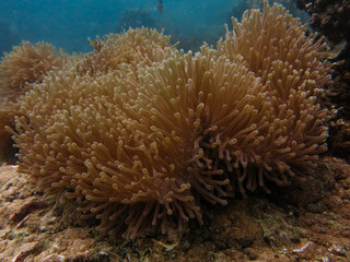 Fototapeta na wymiar sea anemones and clownfish found at coral reef area at Tioman island, Malaysia