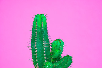 closeup green Cactus on pink  background . Fashion pattern. Art Gallery Minimal.