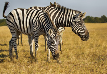 Fototapeta na wymiar herd of zebras walking across the savannah