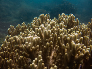 Fototapeta na wymiar Beautiful coral found at coral reef area at Tioman Island, Malaysia