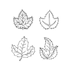 Fototapeta premium Sketch of hop leaves set. Engraving style. Beer plant icon. Vector isolated illustration.