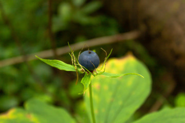 Paris quadrifolia poisonous plant