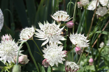 astrantia